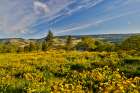 USA, Oregon, Mosier. Landscape of balsamroot and oaks on hillside above the Columbia River Art Print